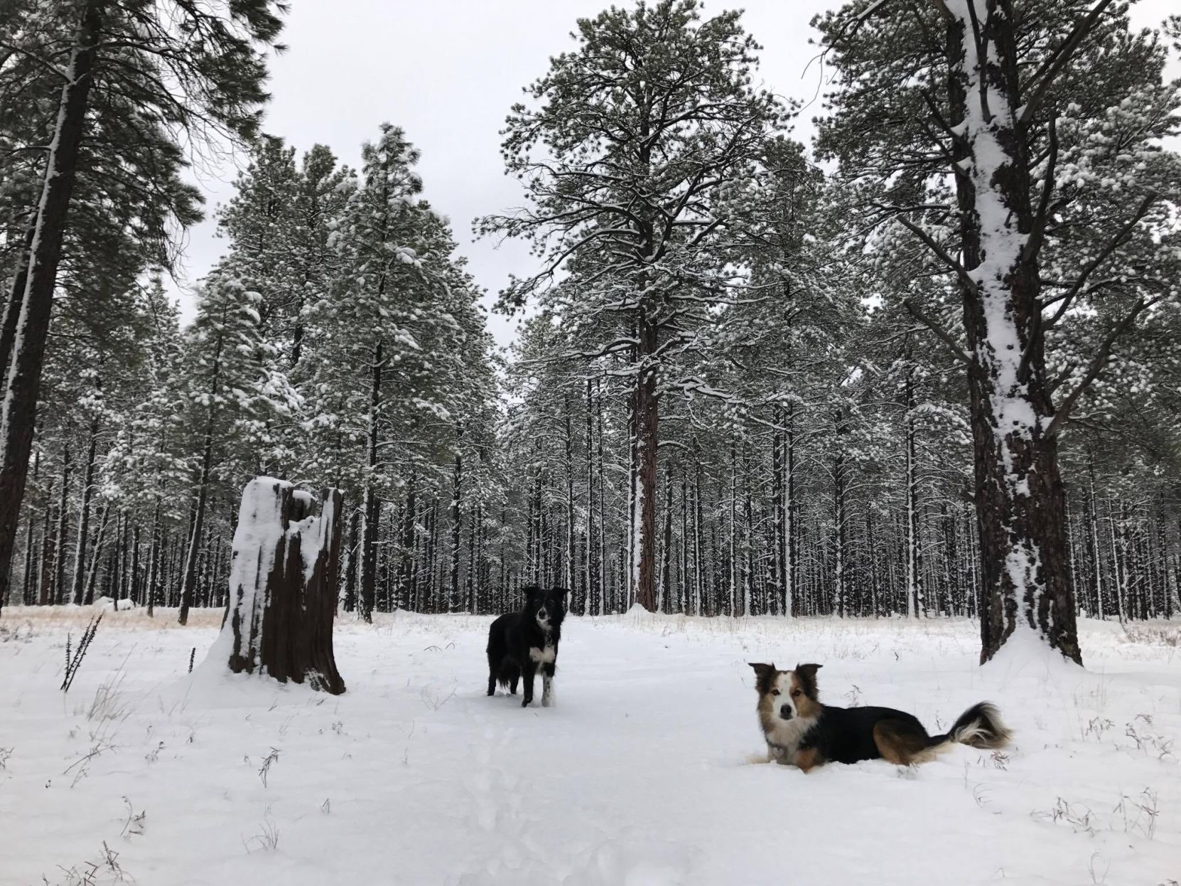Cowbelle and Ruby